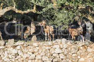 Tame goats among the olive trees