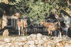Tame goats among the olive trees
