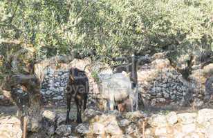 Tame goats among the olive trees