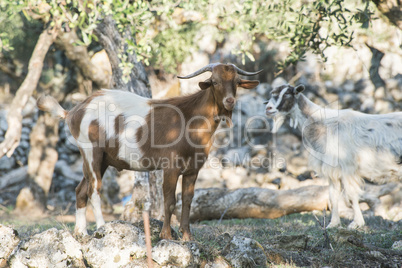 Tame goats among the olive trees
