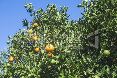 Orange trees in plantation