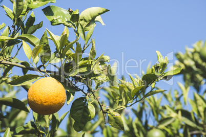 Orange trees in plantation