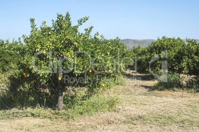 Orange trees in plantation