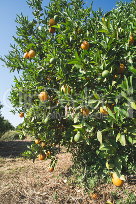 Oranges on a branch