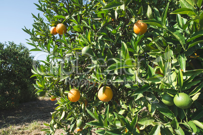 Oranges on a branch