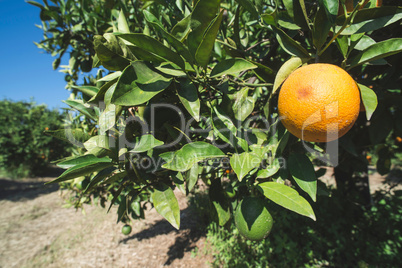 Oranges on a branch