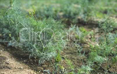 Green dill field