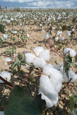 Cotton plants field