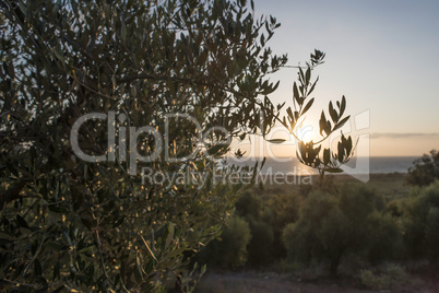 Olive trees and sun rays