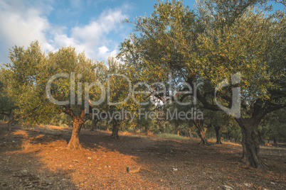 Olive trees in plantation.