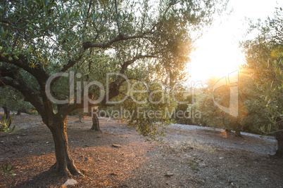 Olive trees and sun rays