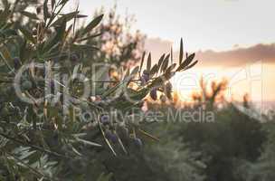 Olive trees on sunset