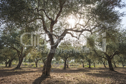 Olive trees and sun rays