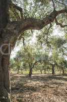 Olive trees and sun rays