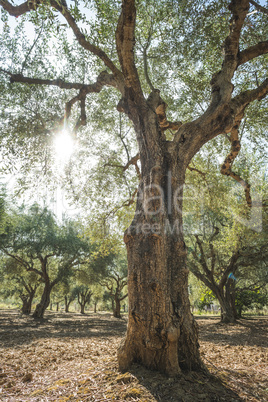 Olive trees and sun rays