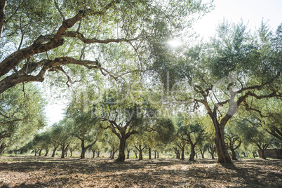 Olive trees and sun rays