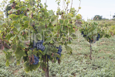 Blue grapes