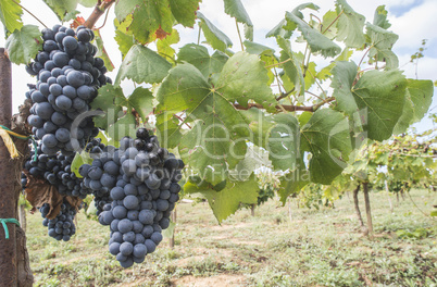 Blue grapes