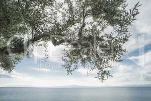 Olive tree on the beach