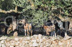 Tame goats among the olive trees