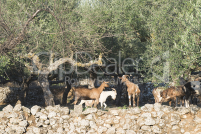 Tame goats among the olive trees