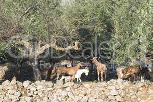 Tame goats among the olive trees