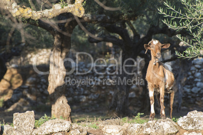 Tame goats among the olive trees