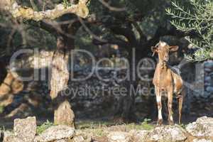 Tame goats among the olive trees