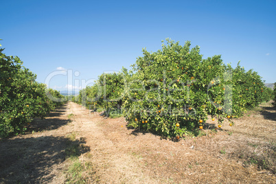 Orange trees in plantation