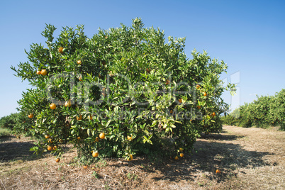 Orange trees in plantation