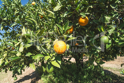 Oranges on a branch