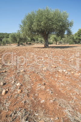 Olive trees in plantation