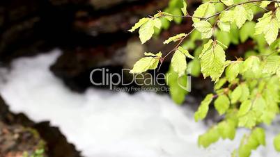 plants on the background of moving water