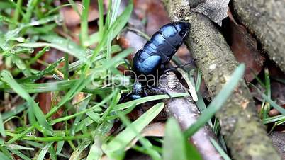 beautiful big black beetle in the wild