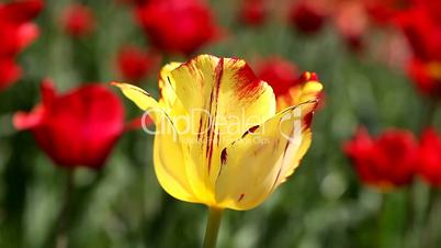 beautiful yellow tulip blurred red background