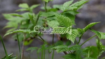 plants on the background of moving water