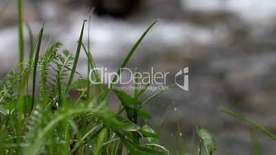 plants on the background of moving water