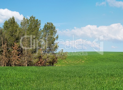 Green meadow at the edge of pine grove
