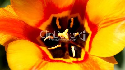 beautiful yellow tulip blurred red background