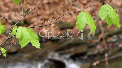 plants on the background of moving water