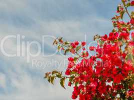 Red bougainvillea flower in the sky of Cyprus