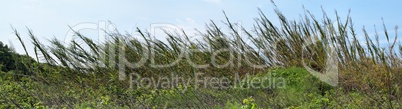 High reeds bent by wind on sky background