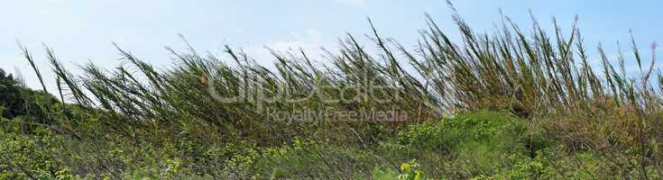 High reeds bent by wind on sky background