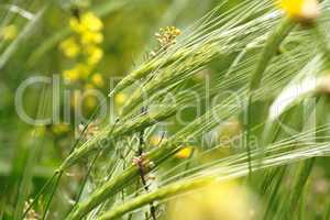 Wild-growing cereals on green meadow in spring close-up