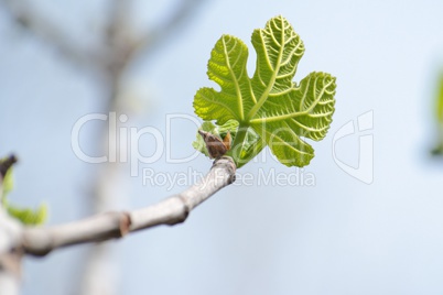 Small green leaf of Platanus acerifolia (plane tree)