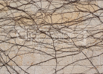 Dry brown vine on beige stone wall texture