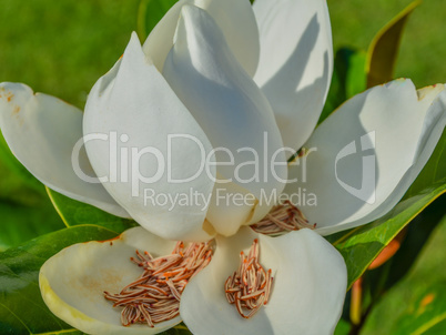 Macro Magnolia flower with stamen and carpel