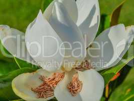 Macro Magnolia flower with stamen and carpel