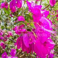 Macro fuchsia bougainvillea flower