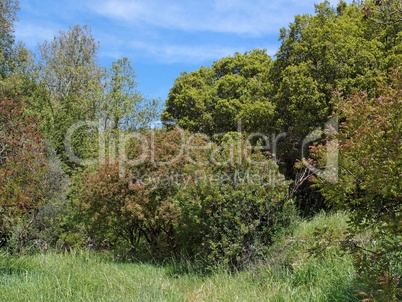 Small clearing in the Mediterranean forest in bright spring day